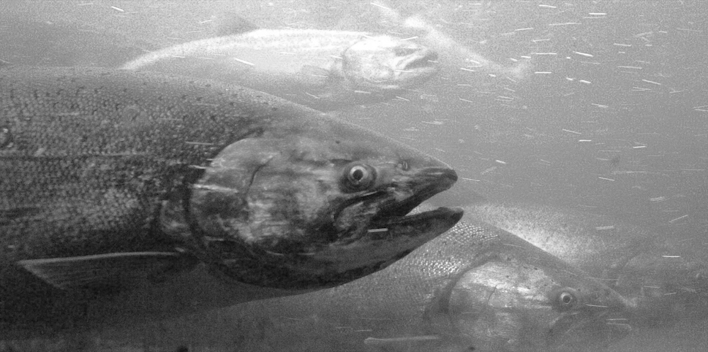 Black and white photo of a Chinook salmon underwater.