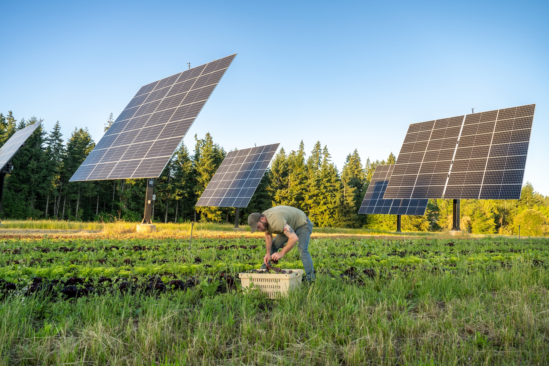 A new approach to agrivoltaics gives farmers precision control over sunlight and shadow