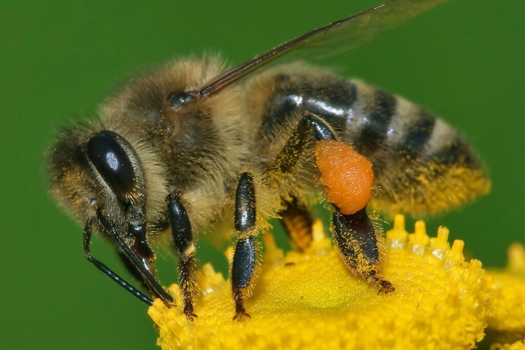 Western honey bee