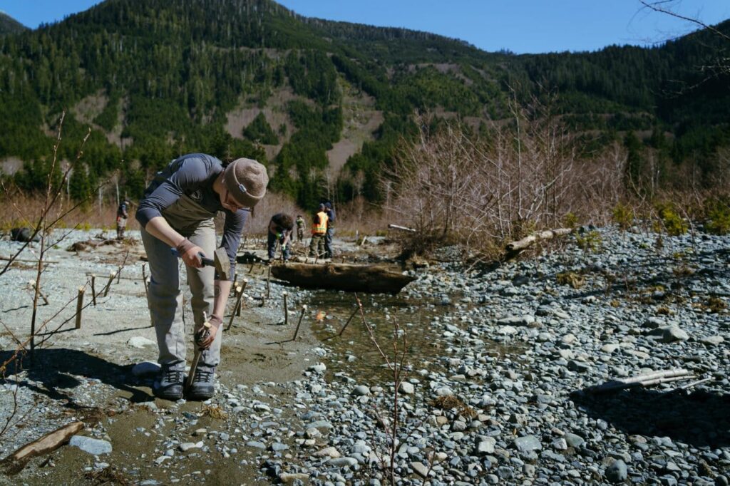 A person wearing waders uses a mallet to drive a stake into a gravelly riverbed.