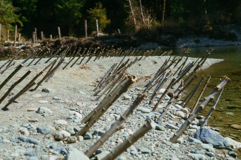 Rows of wooden stakes are driven at an angle into a gravel bank along the edge of a river.
