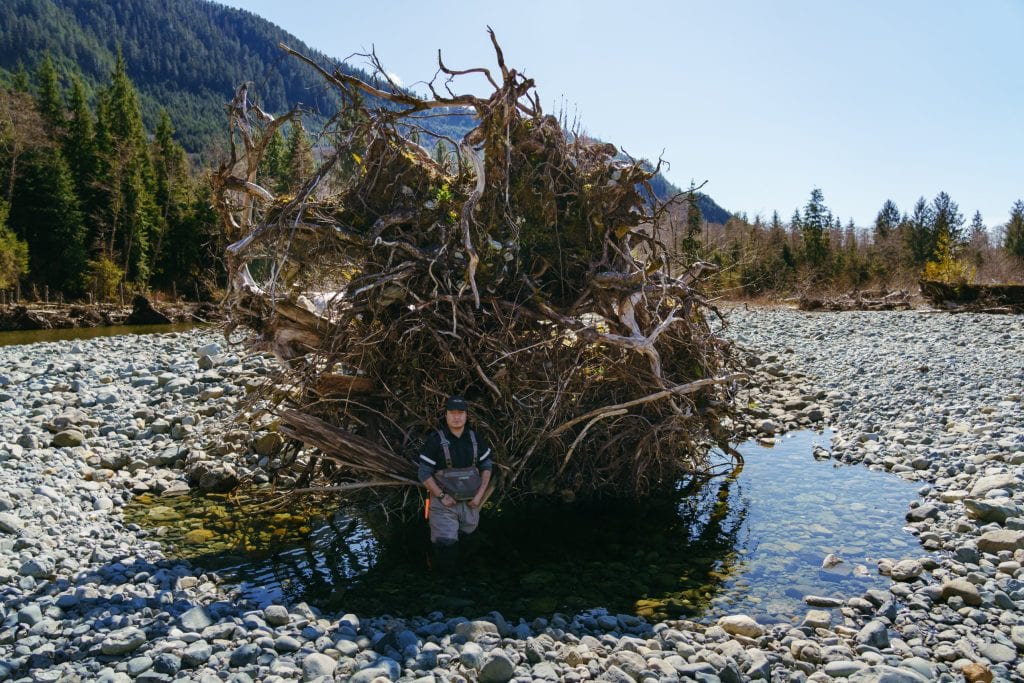 A person wearing waders stands in shallow water next to a massive, exposed root mass on a stony riverbed.