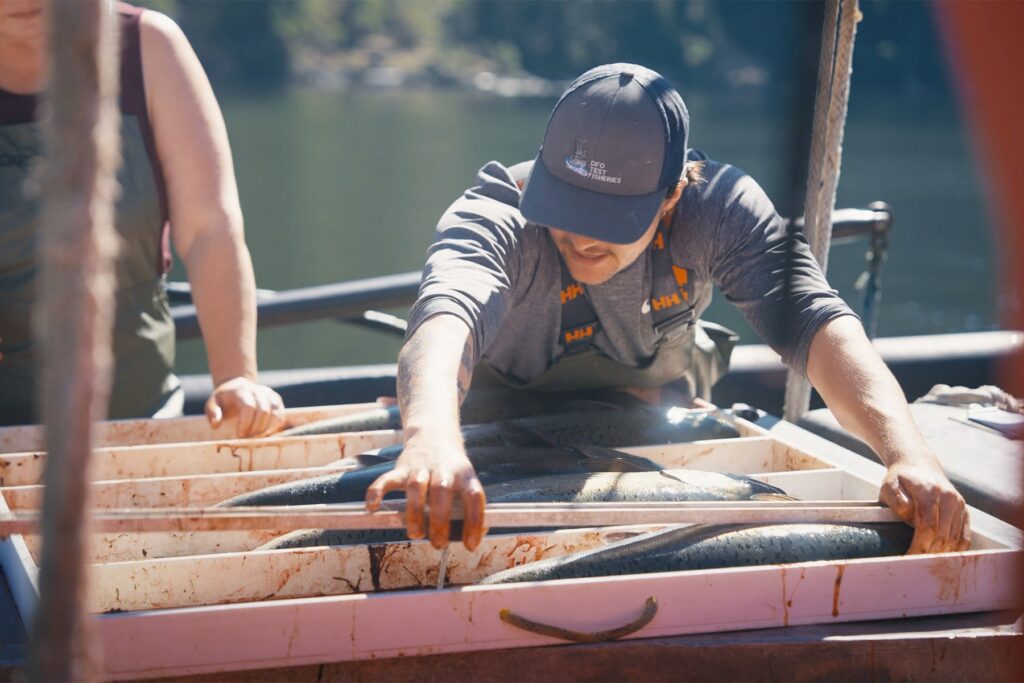 A person wearing a cap and waders leans over a measuring tray to examine harvested salmon on a boat.