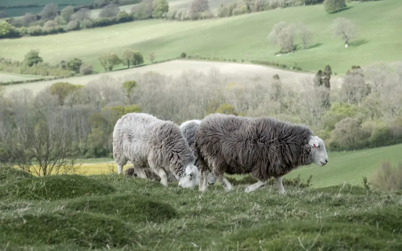 Herdwick sheep on Old Winchester Hill Hampshire England