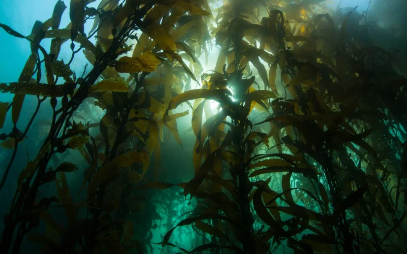 A forest of Giant kelp, Macrocystis pyrifera, grows in the cold eastern Pacific waters that flow along the California coast. Kelp forests support a surprising and diverse array of marine biodiversity.