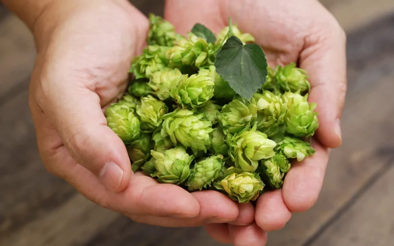 freshly harvested hops on hands