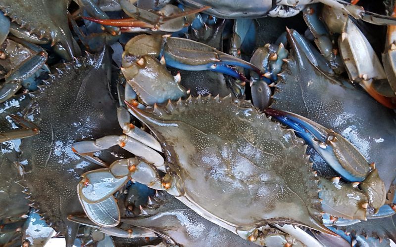 Blue crab background on market