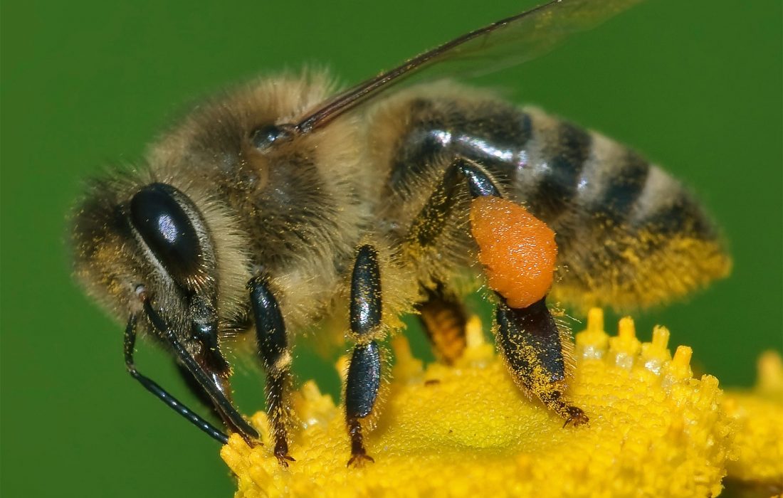 Western honey bee