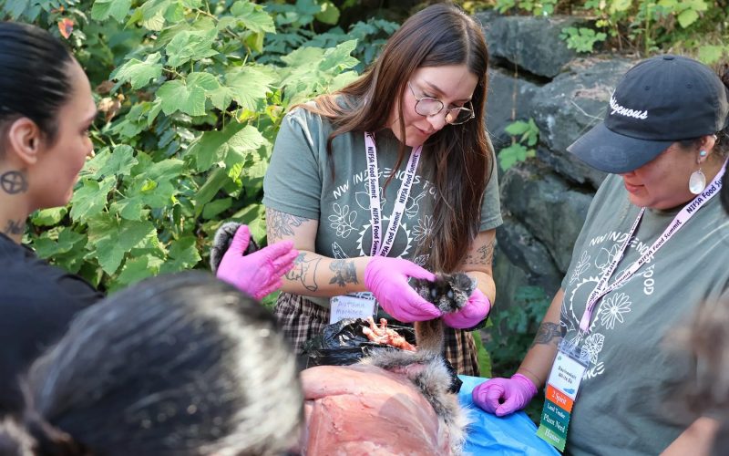A person showing a small group how to tan a cougar hide.