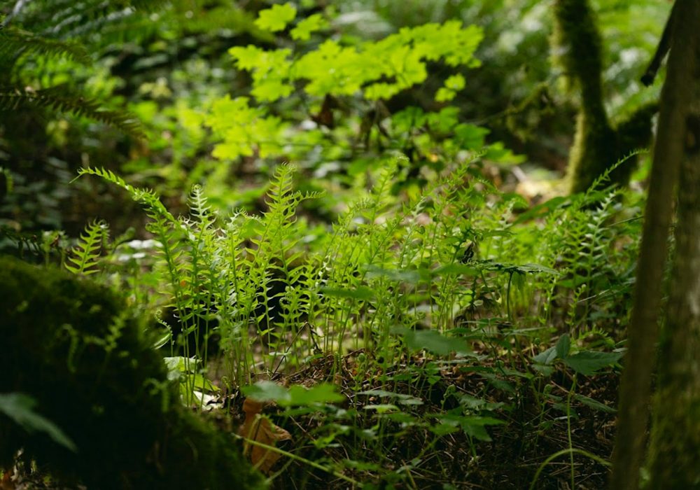 Indigenous-Agroforestry-Network-Quarterly-Webinar-image