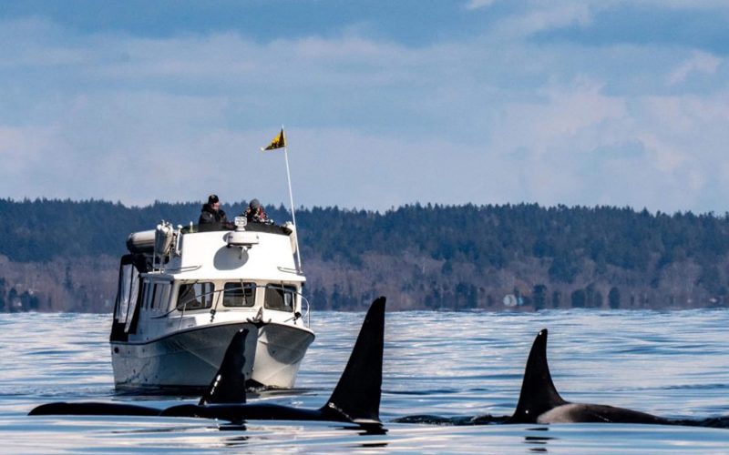 Ocean-Wise-Winter-Field-Study-NC-1