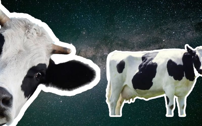 cowsinspace