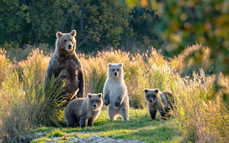 grizzlyalliance2