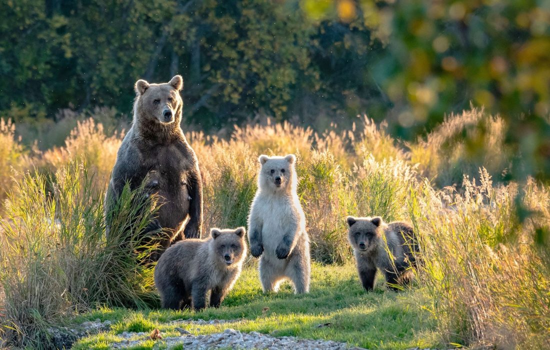 grizzlyalliance2