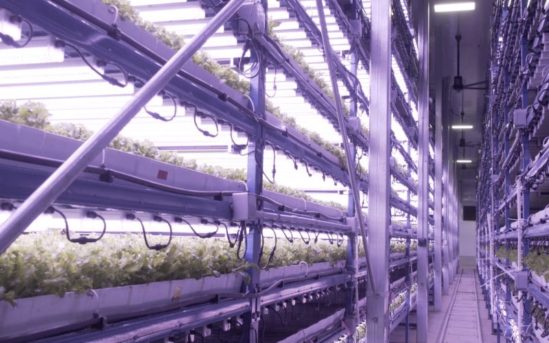 LED lighting is the key to vertical farming, allowing growers to get the ‘right wavelength of light’ for optimal growing conditions ‘at pretty low energy costs.’ Photo via UP Vertical Farms.
