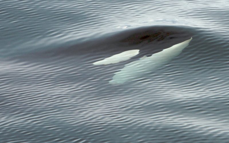 Just Below the Surface