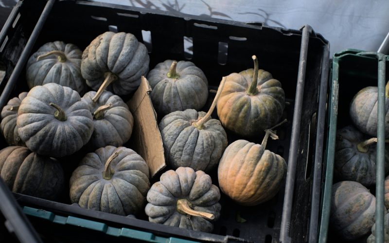 pumpkingrow