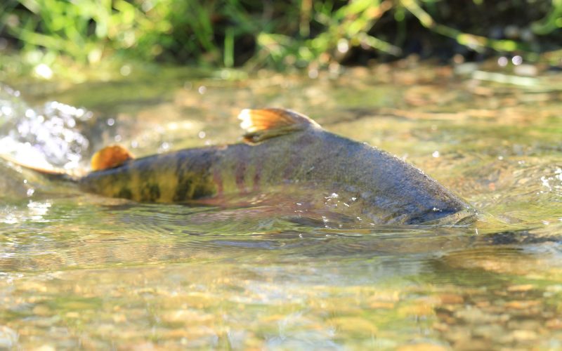 salmon_endangered_4