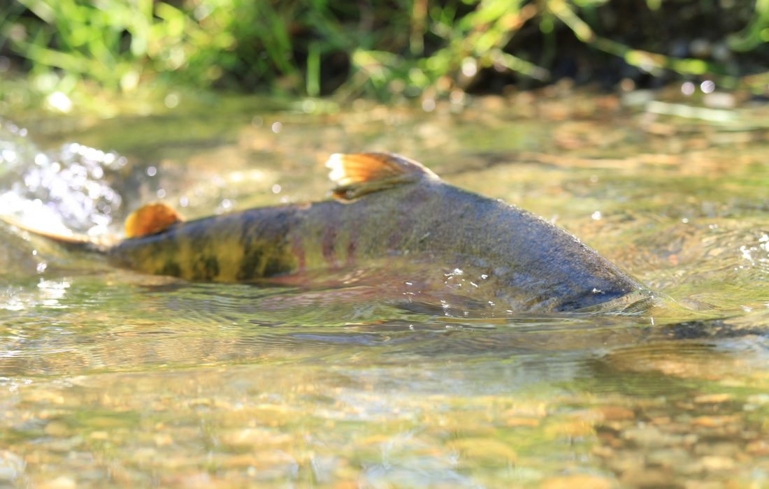 salmon_endangered_4